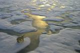 Polar bear on ice, © iStock.com / SeppFriedHuber