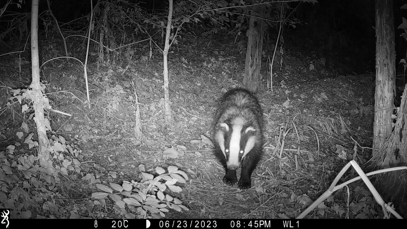 Picture of badger on night vision camera