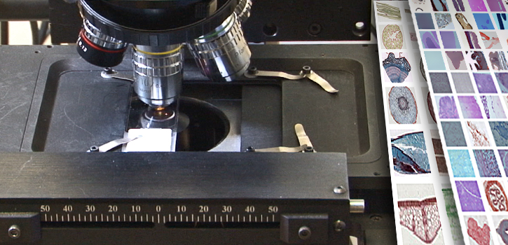 A photo of a microscope with three objective lenses showing in the nose piece (turret). A slide is visible on the stage. To the right of the microscope there are two white cards that have photos on of the samples available on other slides. This image is also a link to the A-Level Virtual microscopy experiment on the OpenScience Laboratory.