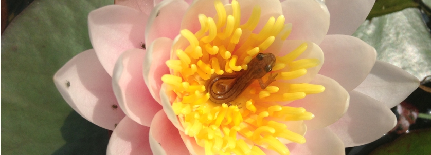 newt in flower