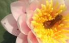 Image of newt in waterlilly