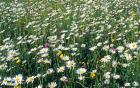 Oxeye daisies at Yarnton meadow, Michael Dodds, OU